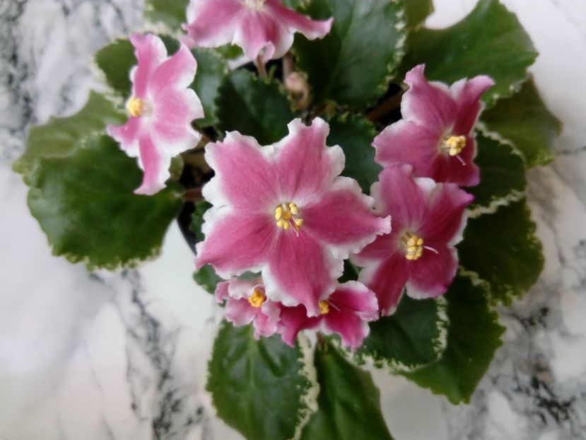 2 iunie 2019 - ZzZ_LE Karusel