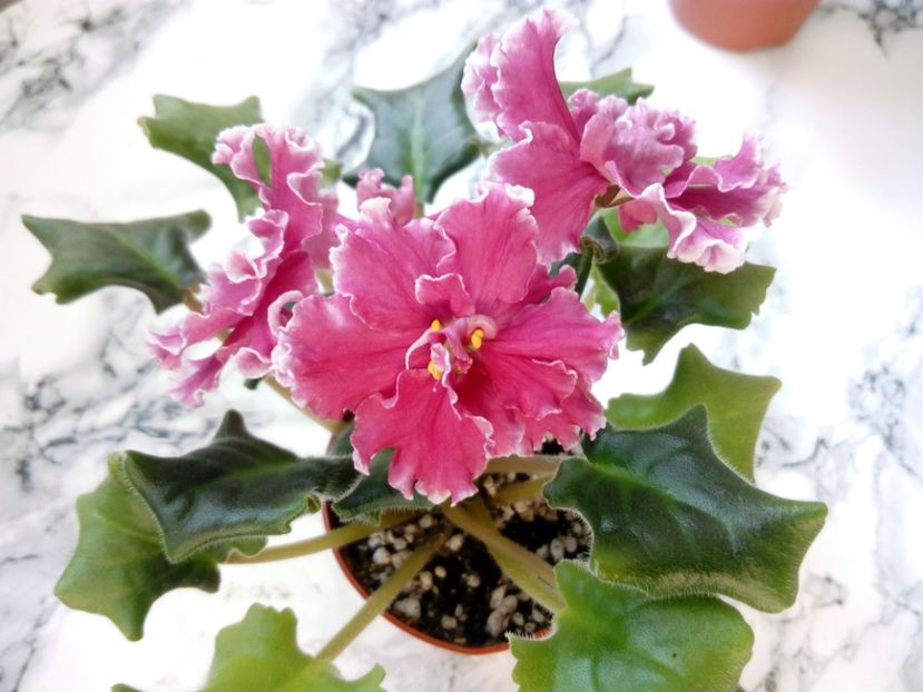 2 iunie 2019 - LE Whipped Cream Sp