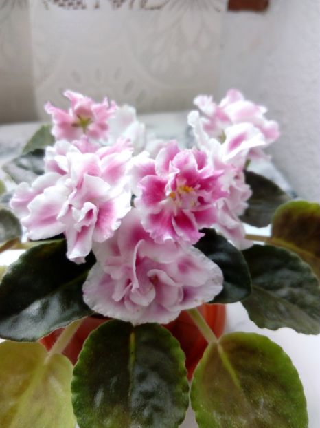 2 iunie 2019 - Moroznaia Vishnia