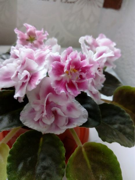 2 iunie 2019 - Moroznaia Vishnia