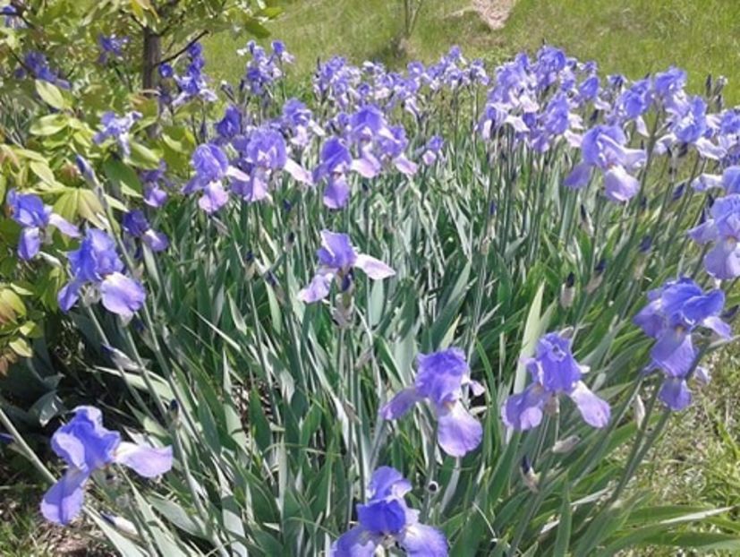 1) Iris germanica pret în funcție de cantitate. - E Irisi narcise Hemerocallis de vanzare