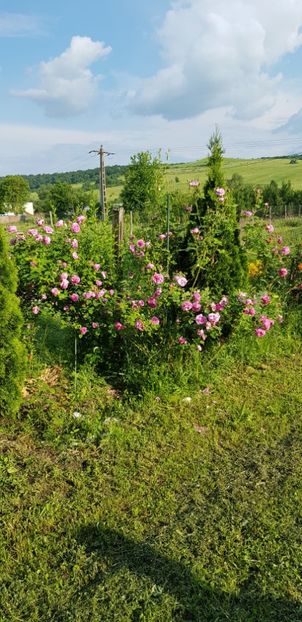 L Odier - Trandafiri 2019