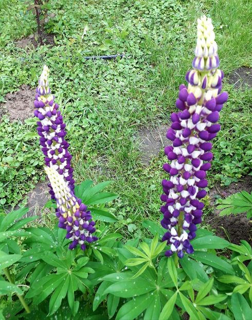  - AAAAA_LUPIN 2015_2017_2018_2019_2020
