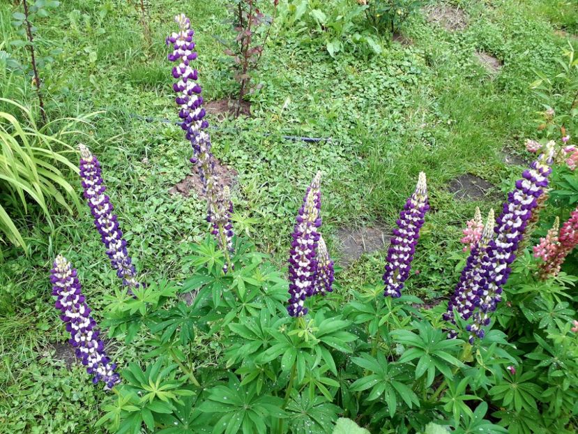 - AAAAA_LUPIN 2015_2017_2018_2019_2020