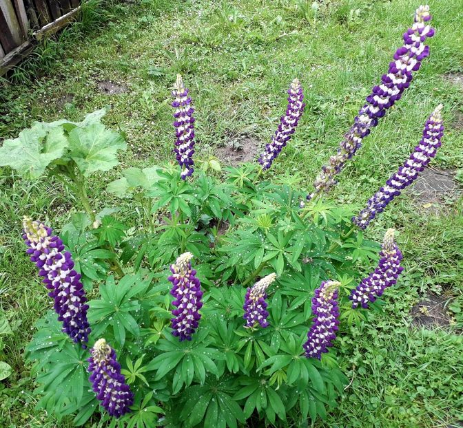  - AAAAA_LUPIN 2015_2017_2018_2019_2020