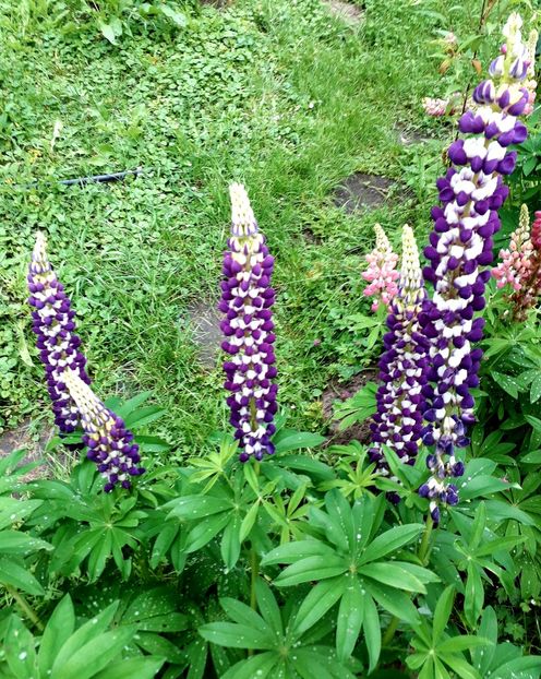  - AAAAA_LUPIN 2015_2017_2018_2019_2020