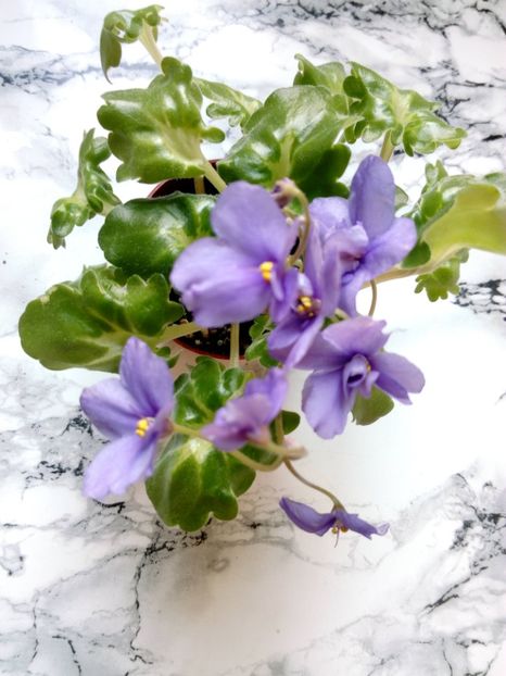 2 iunie 2019 - ZZZ____Ramblin Lassie out