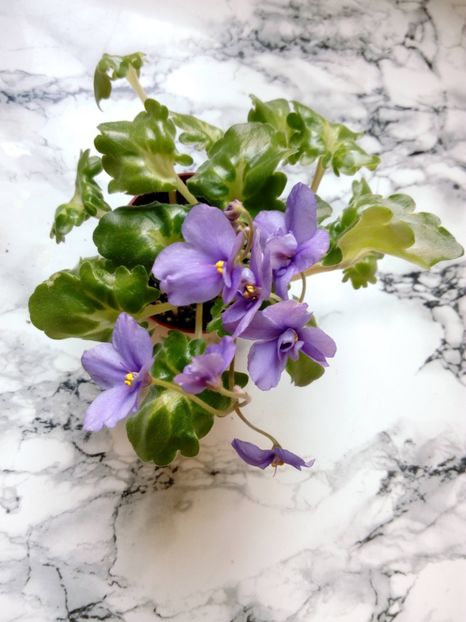 2 iunie 2019 - ZZZ____Ramblin Lassie out