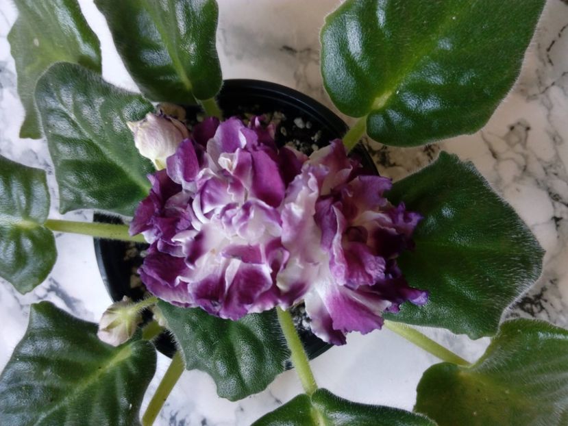 2 iunie 2019 - RS Chary