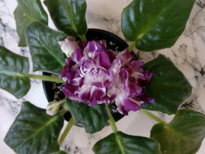 2 iunie 2019 - RS Chary