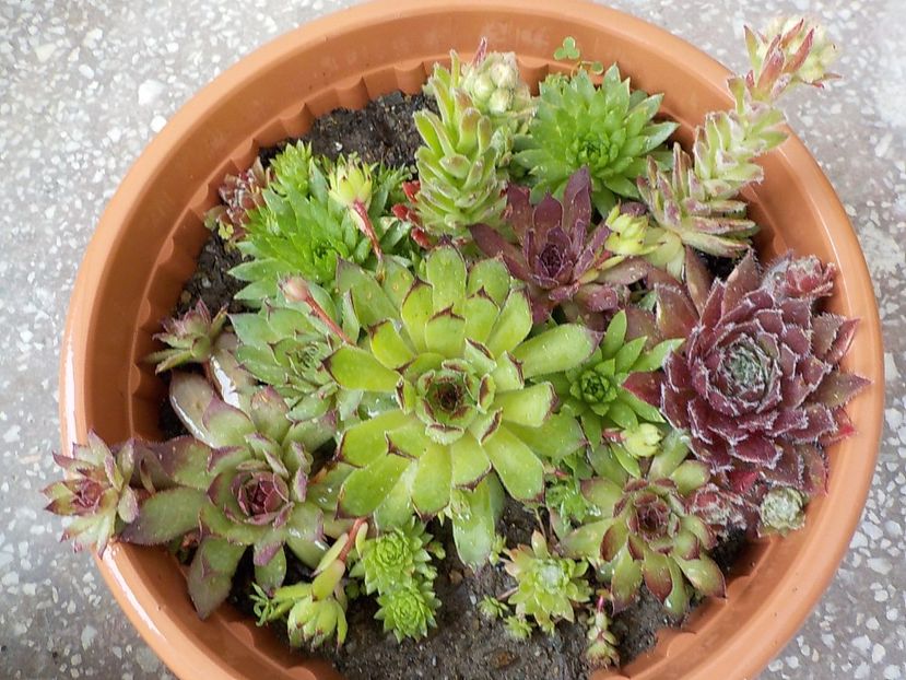  - Genul Sempervivum