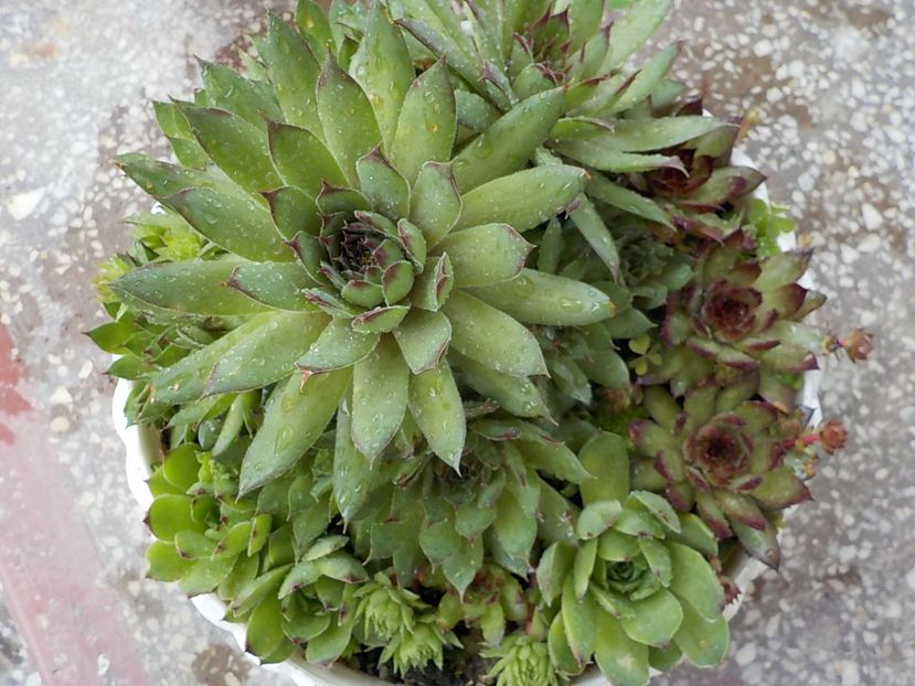  - Genul Sempervivum