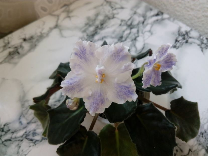 2 iunie 2019 - ZZZ_____RS Maiskyje Grozy