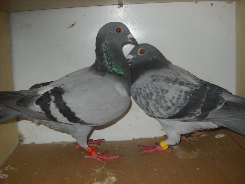  - UNDEVA IN SUCEAVA arhiva