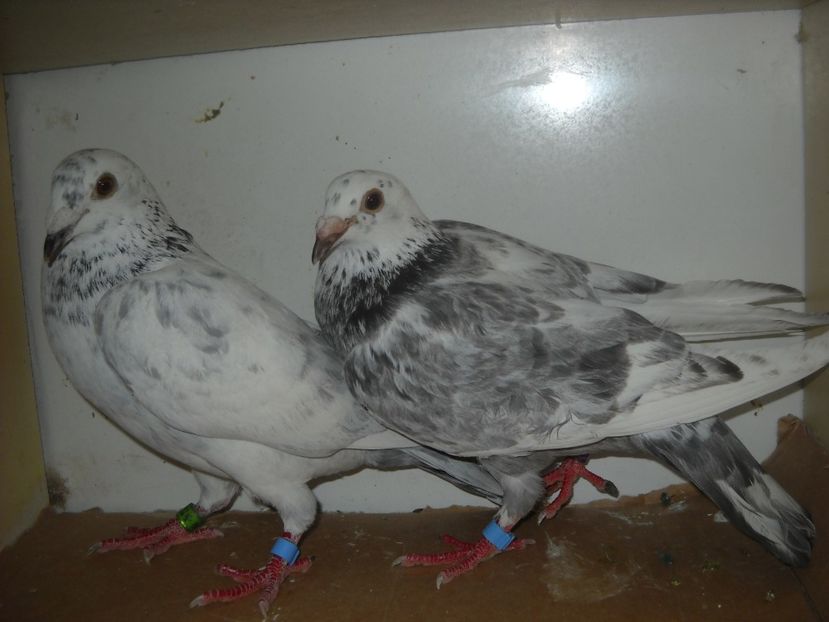  - UNDEVA IN SUCEAVA arhiva