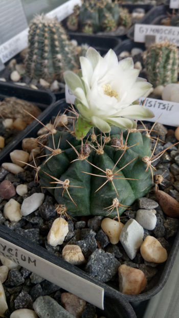 03.06.2019 - Gymnocalycium anisitsii ssp damsii