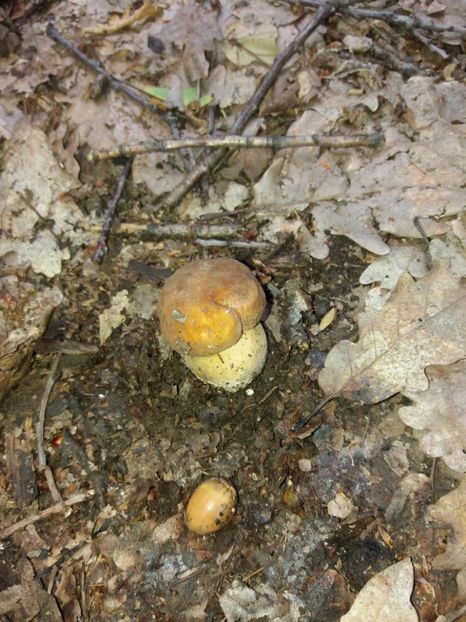  - În pădure iunie 2019