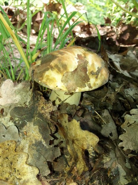  - În pădure iunie 2019