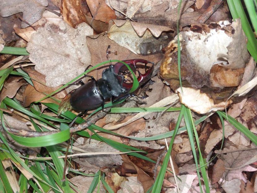  - În pădure iunie 2019