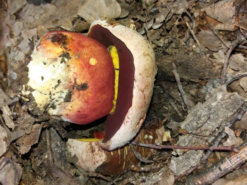  - În pădure iunie 2019