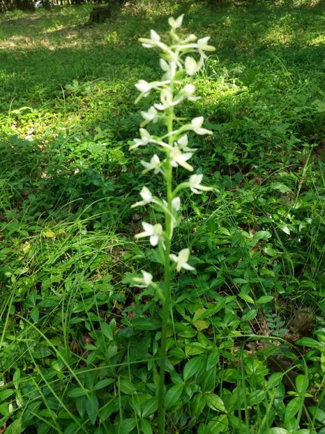  - În pădure iunie 2019