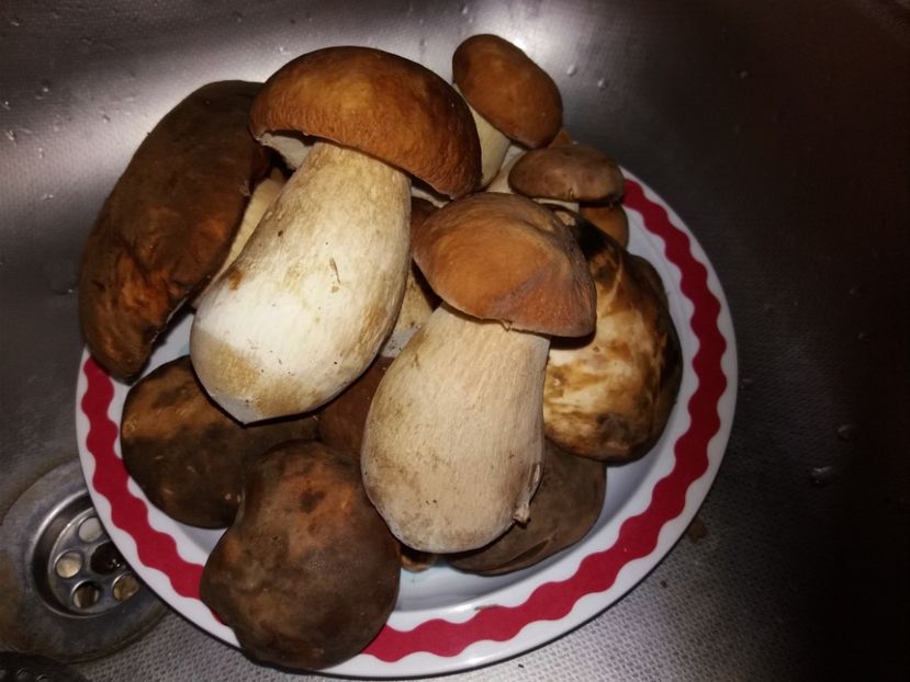  - În pădure iunie 2019