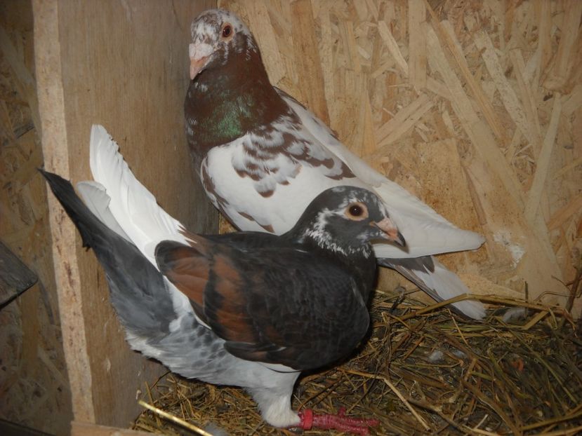  - UNDEVA IN SUCEAVA arhiva