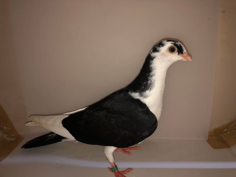 6917  mascul  2019_2 - tineret 2019