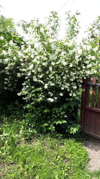 received_2240123739399177 - De prin curte