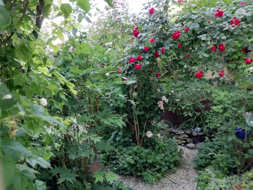  - Gradina 2019