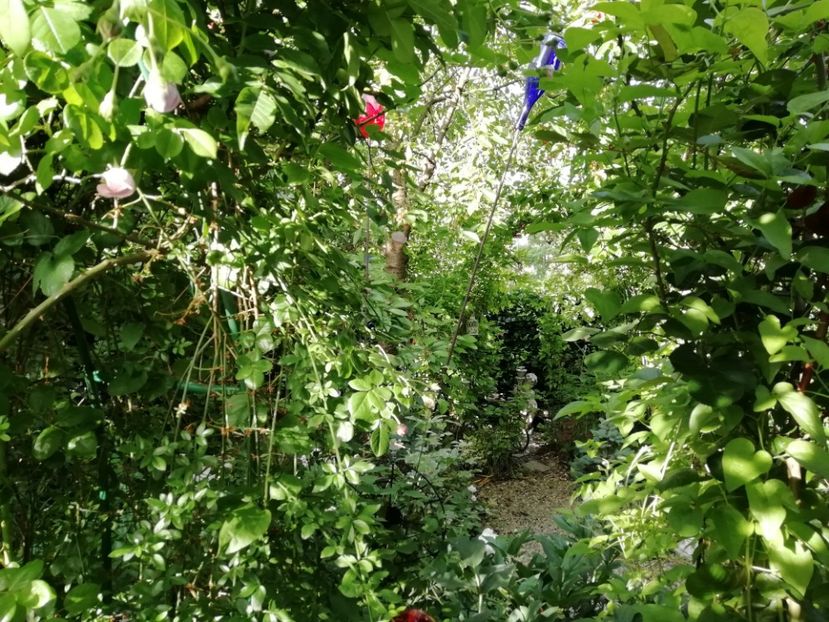  - Gradina 2019