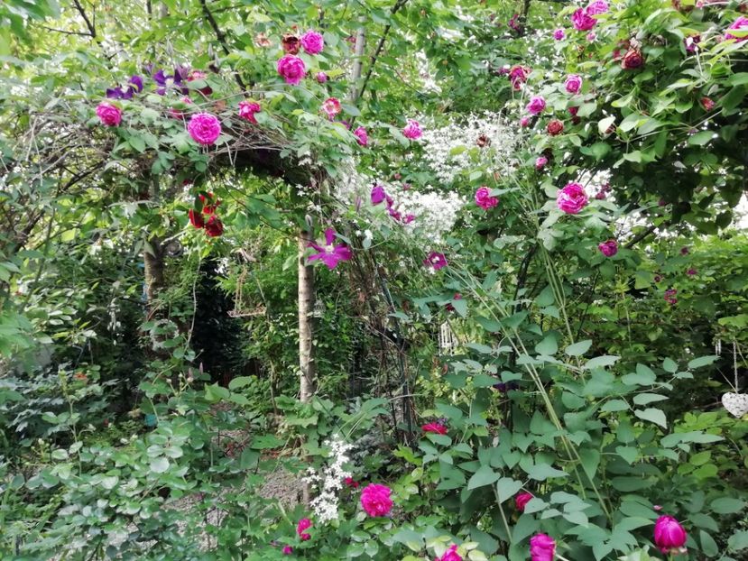  - Gradina 2019