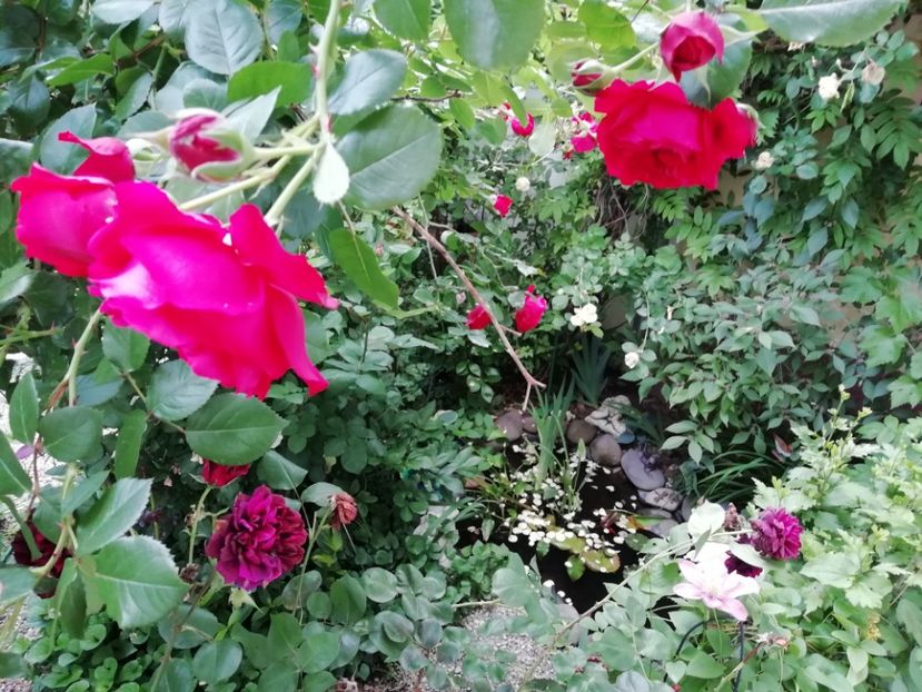  - Gradina 2019