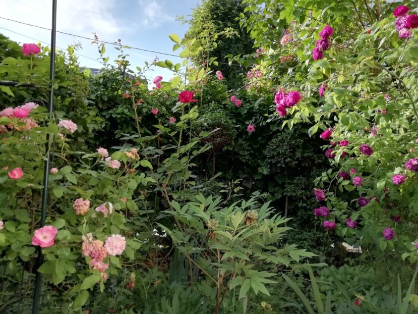  - Gradina 2019