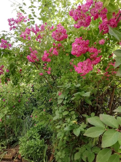  - Gradina 2019