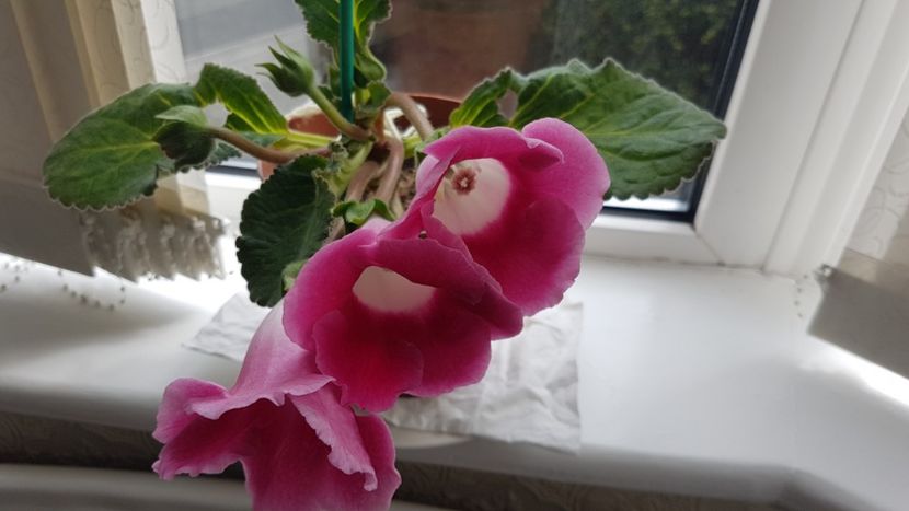 Gloxinia blanche de meru - Florile mele din Anglia