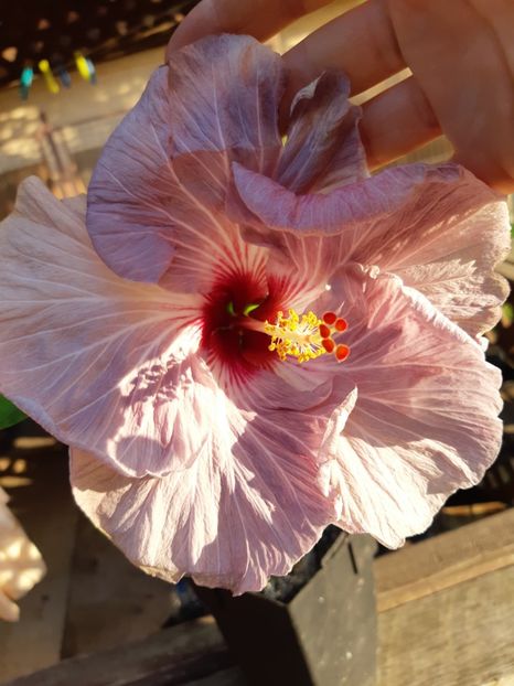 Abutilon variegat - 1Flori 2019