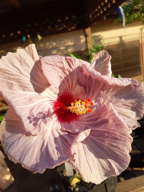 Th.purple gem - 1Flori 2019