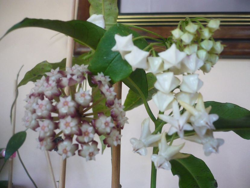 03.06.2019 - HOYA 2019