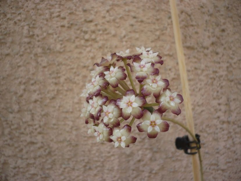 P1410657 - HOYA 2019