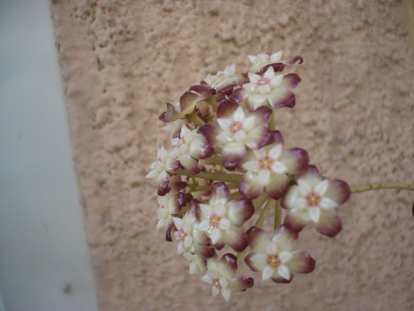 P1410658 - HOYA 2019