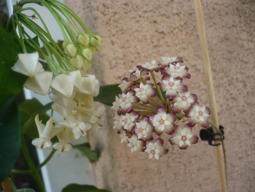 P1410659 - HOYA 2019