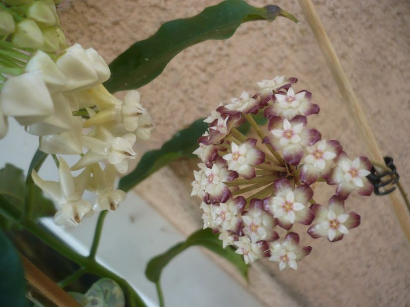 P1410661 - HOYA 2019