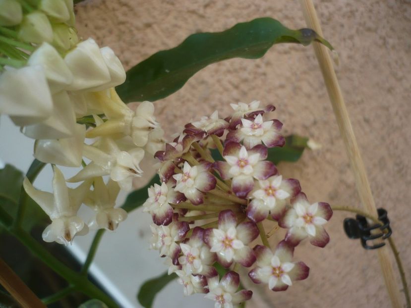 P1410664 - HOYA 2019