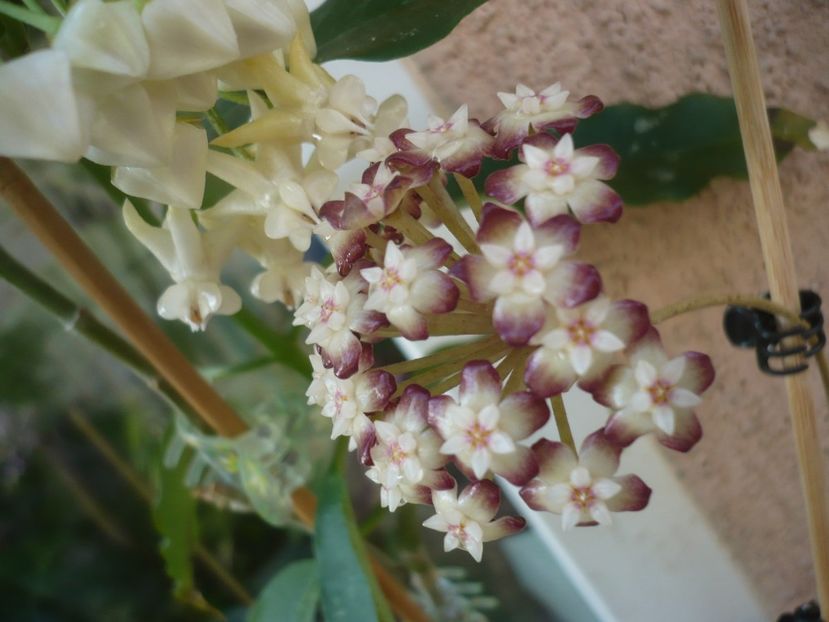 P1410665 - HOYA 2019