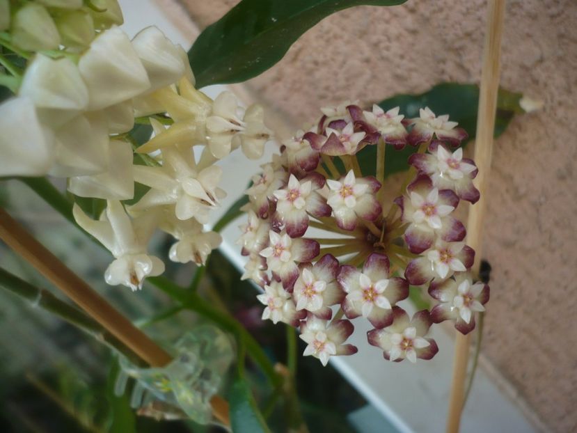 P1410666 - HOYA 2019
