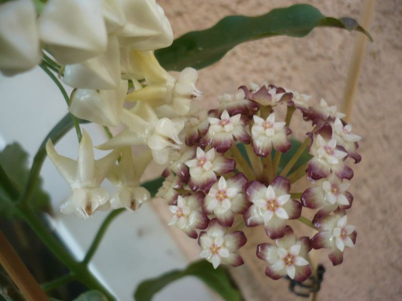 P1410668 - HOYA 2019