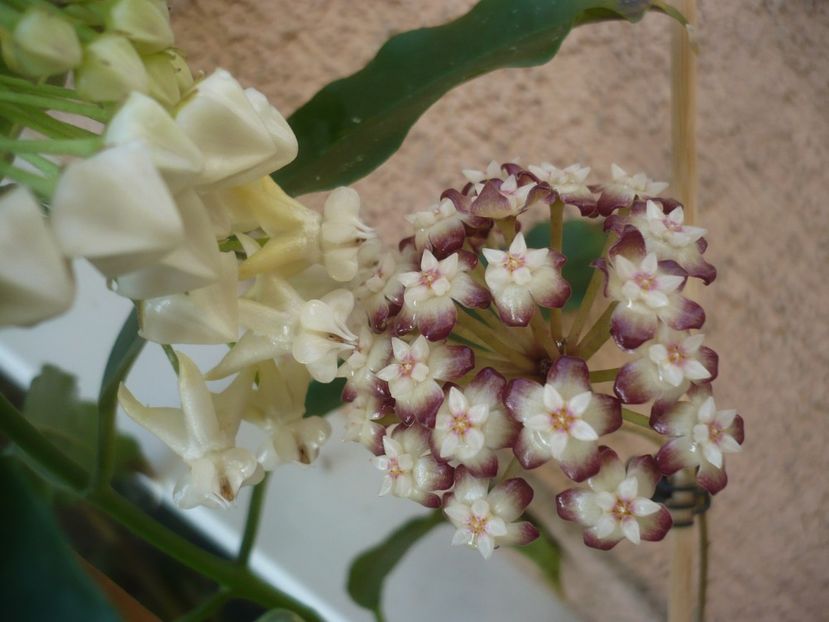 P1410667 - HOYA 2019