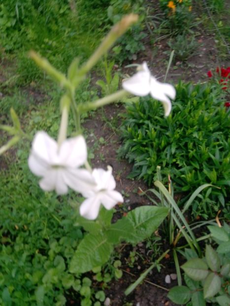  - Mixt de Floricele 2019