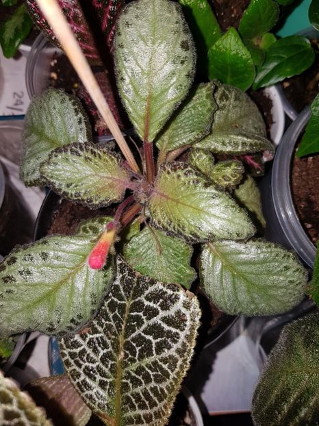  - EPISCIA